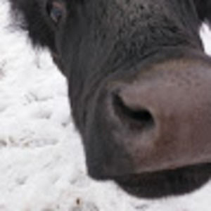 Meet your Posher, Joan